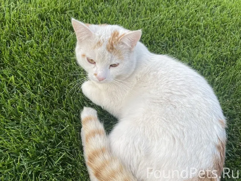 Пропал кот,