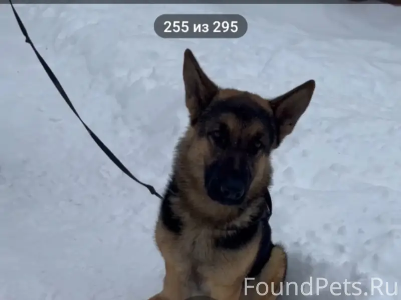 Пропал кабель Велес, СДТ Горняк