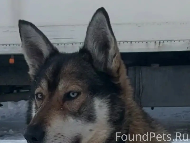 Пропала помесь Гайка, Азино-2