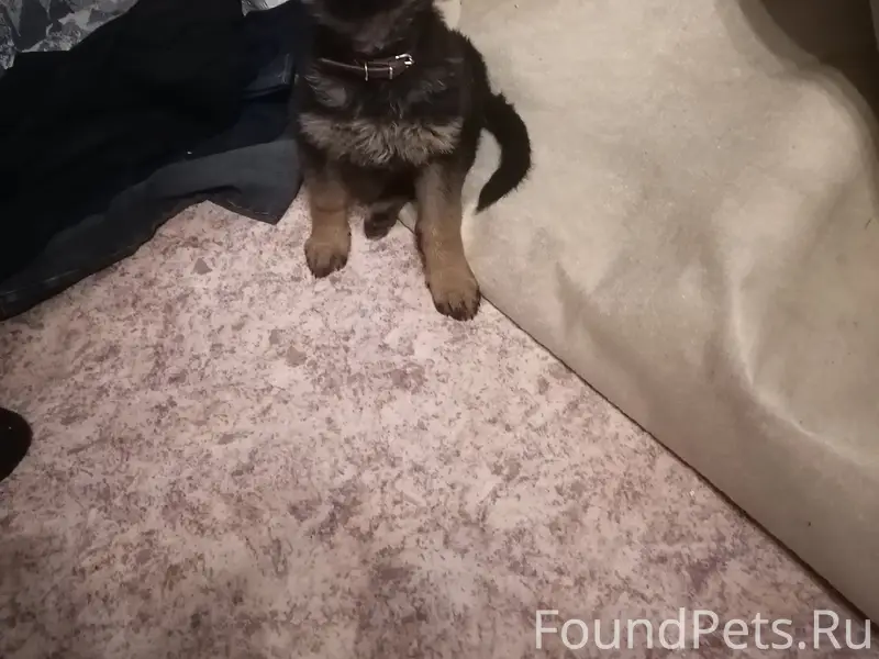 Пропал щенок немецкой овчарки, район белого озера
