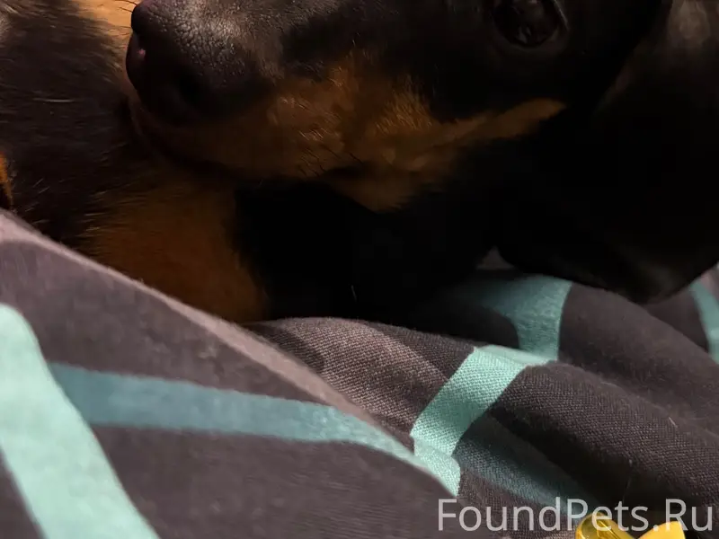 Пропала такса Юта, Ленинградский микрорайон