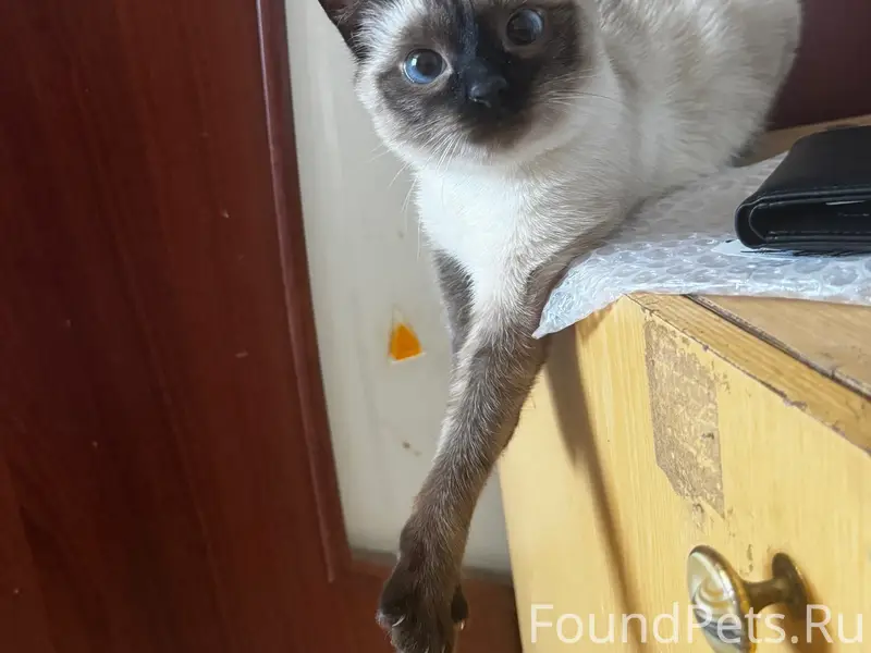 Пропала кошка Даша, Ленинградская