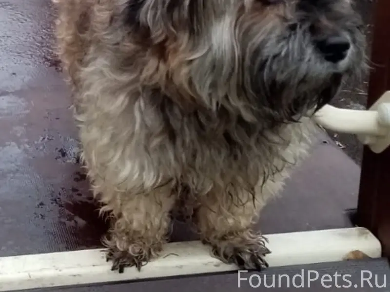 Пропал пёс, Старый Оскол