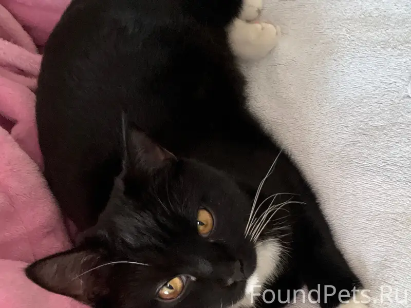 Пропала кошка Лиза, улица Цветочная, Октябрьская