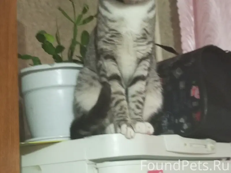 Пропала кошка, район лк 15