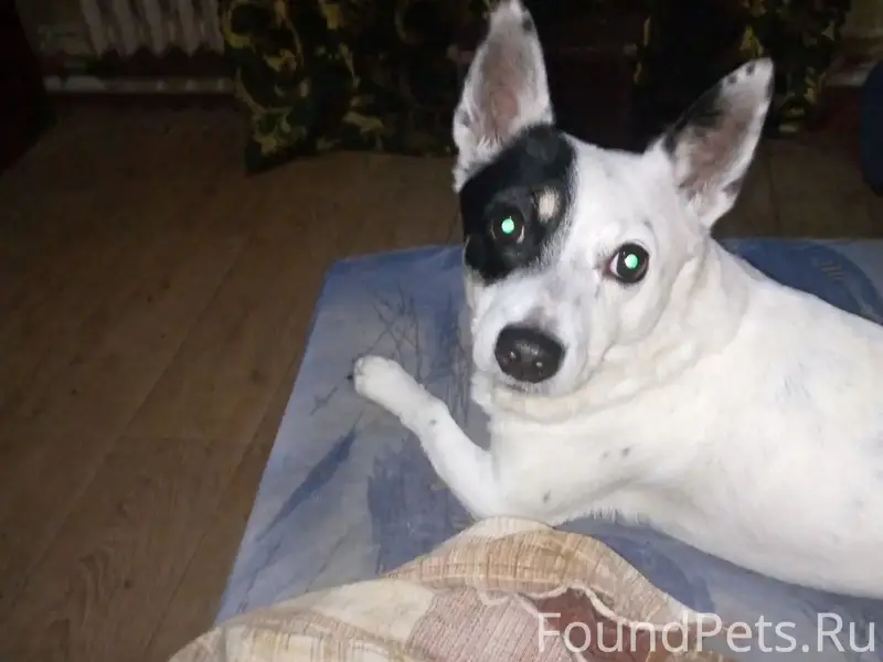 Пропал Гаврюша, Шефская-Карепина