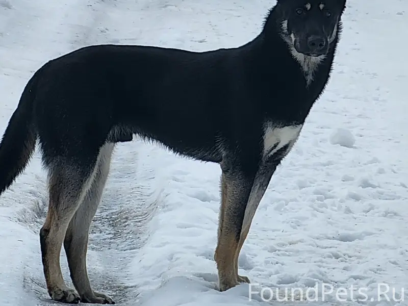 Найден щенок, Иванцево