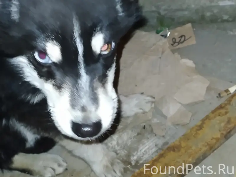 Найдена кошка, Николаевка