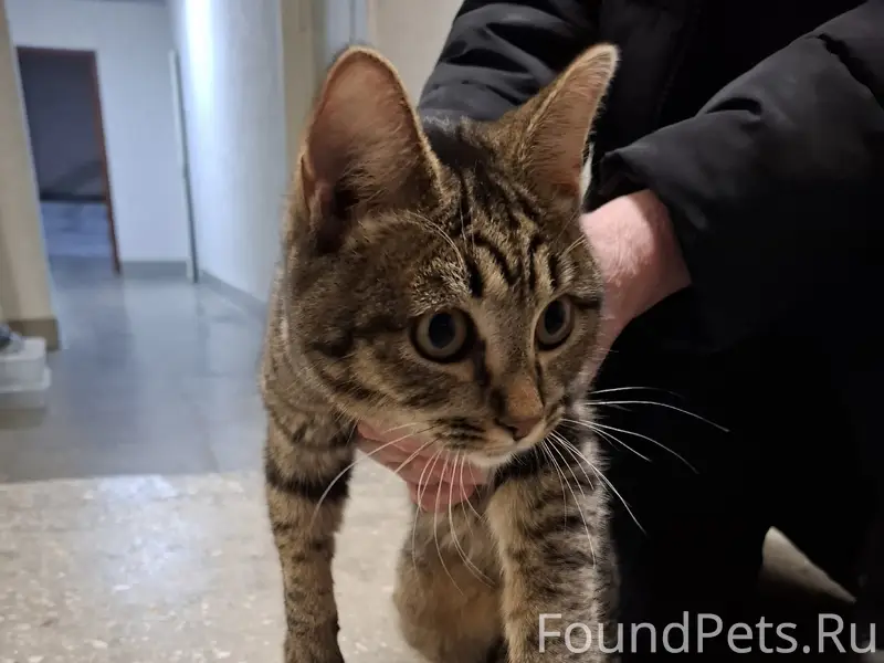 Найден кот, Мира, 6/5