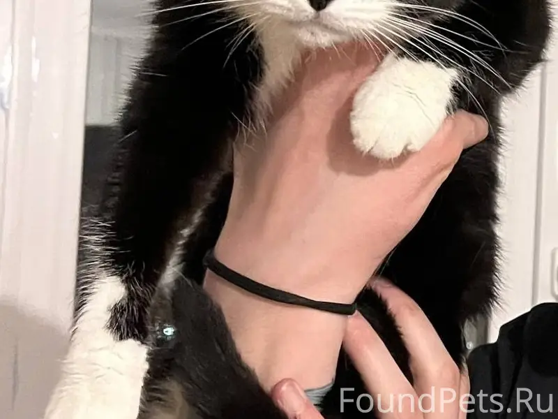 Пропала кошка, ул. Майкопская 12