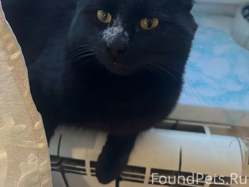 Пропал кот Шиша, Восточный район, Новый Уренгой