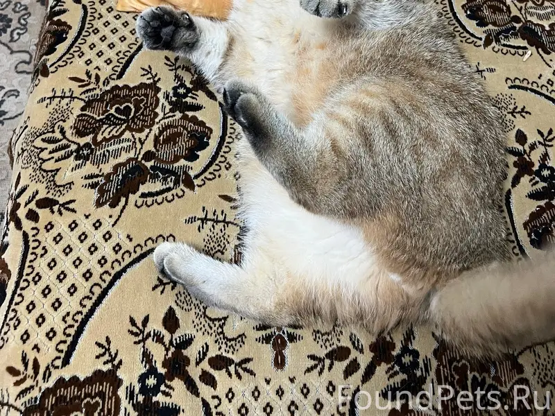 Пропал британский кот, Вакуленчука 21