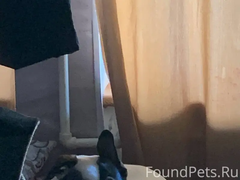 Пропал Рампо, Старый Петергоф