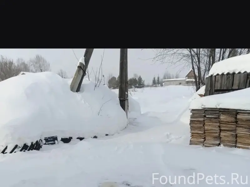 Найден щенок, Медведево