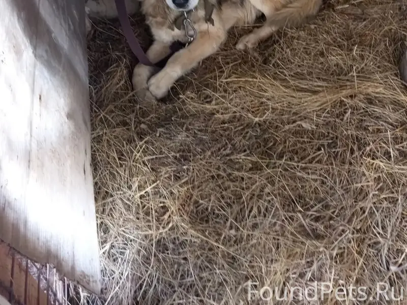 Найден пёс, есть особые приметы, местоположение неизвестно