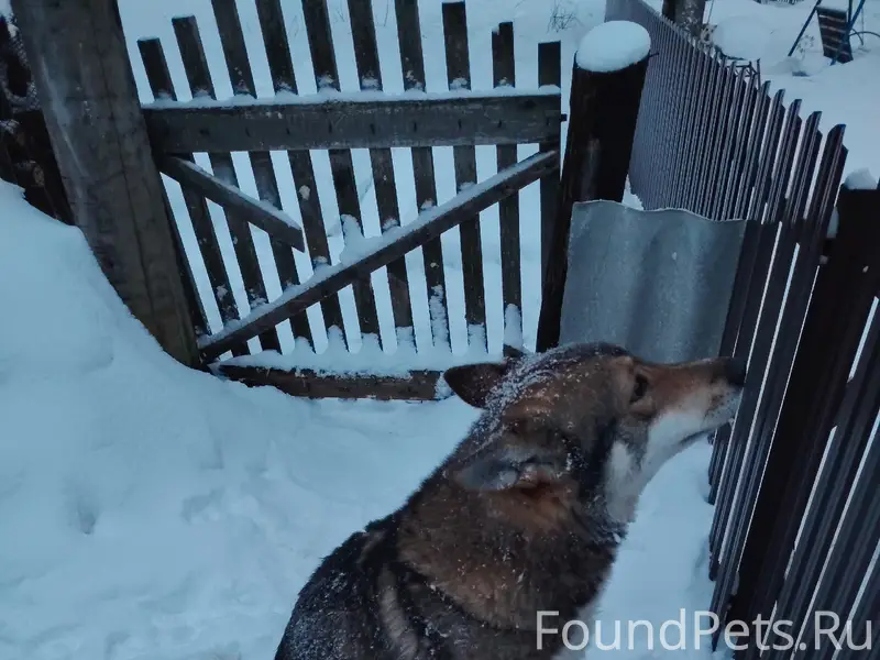 Найден кобель фенотип лайки, посёлок Матросы