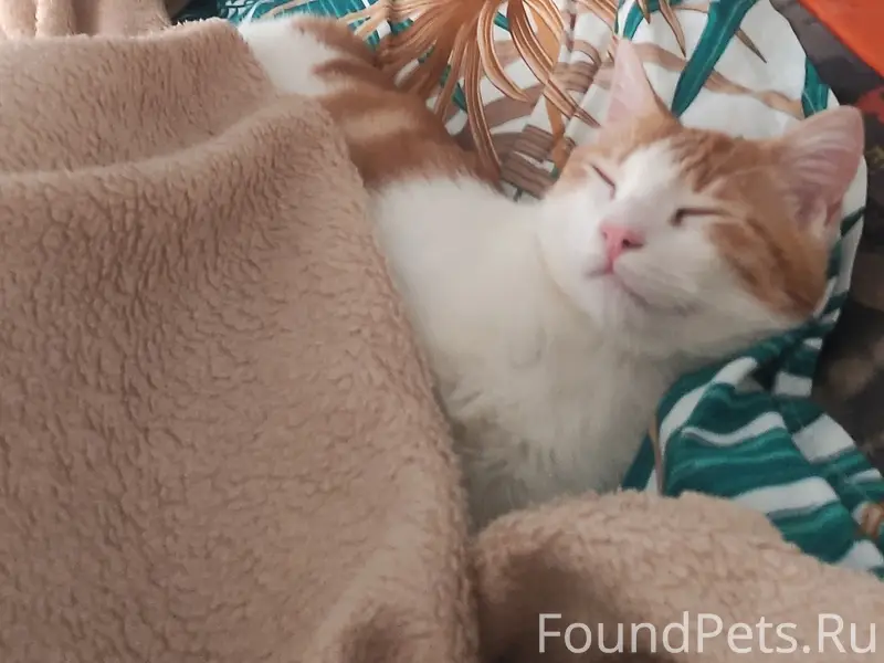 Найден кот, район Вакуленчука 16