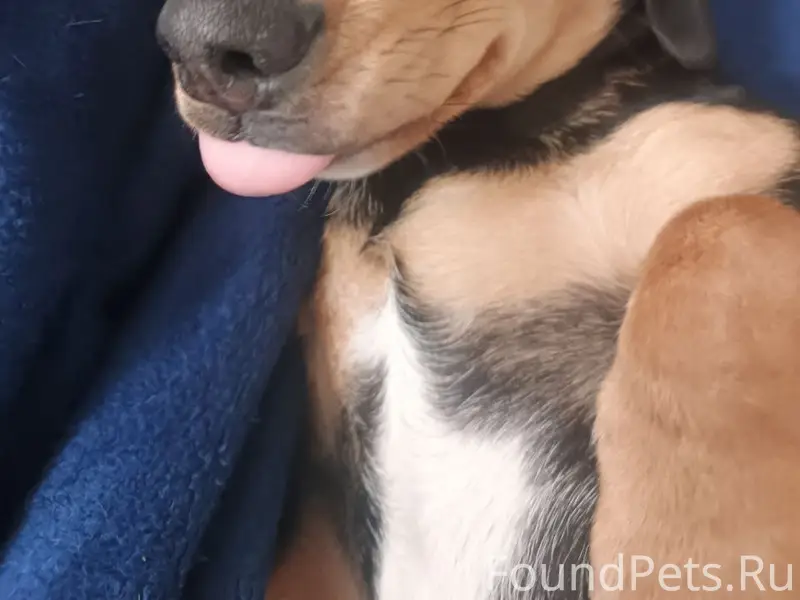 Пропал щенок такса Лучик, улица Варшавская