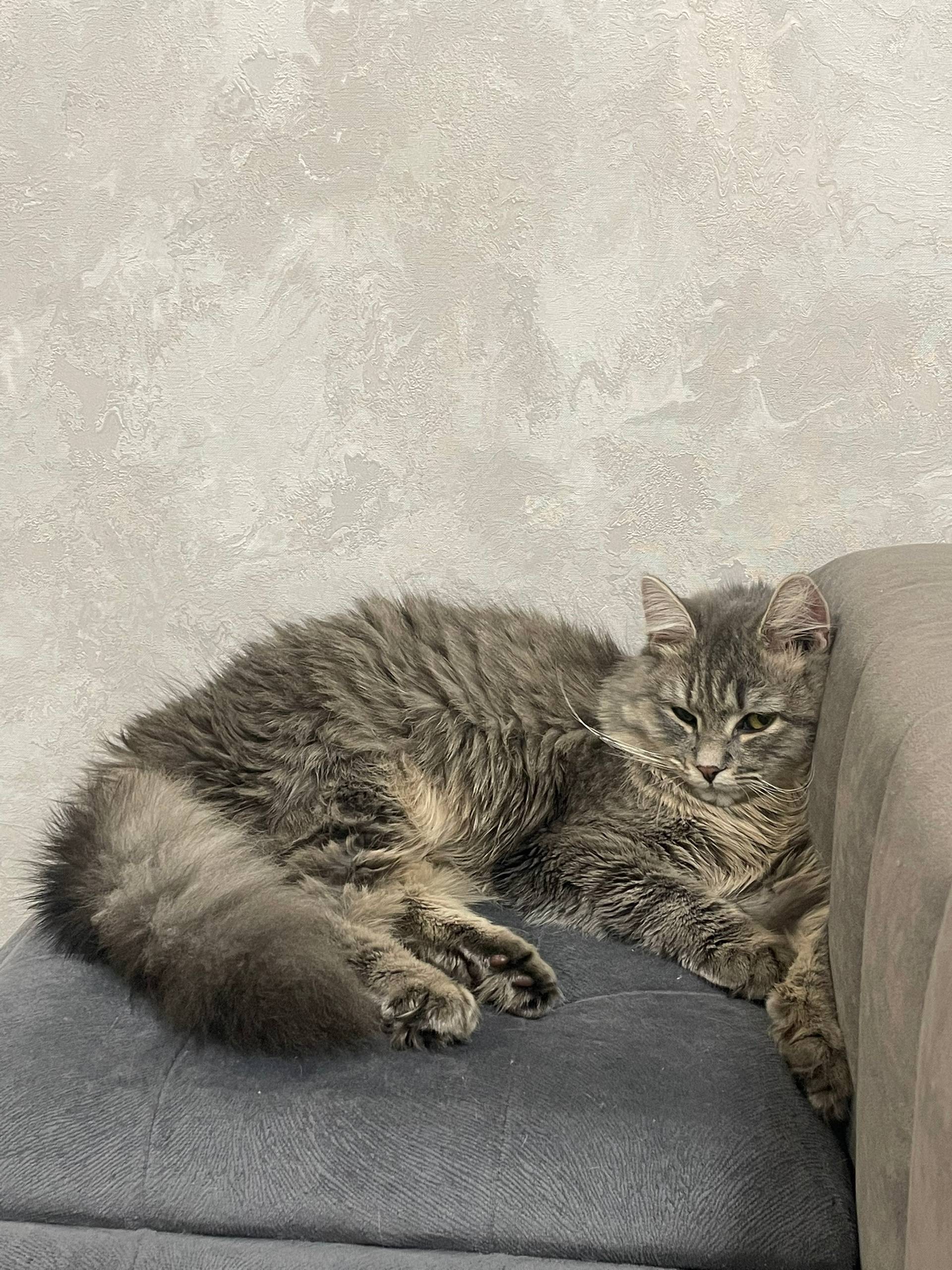 Пропала кошка, 16 училище дом 90