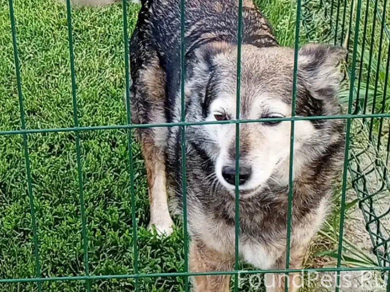 Пропала собака Муха, Щекино