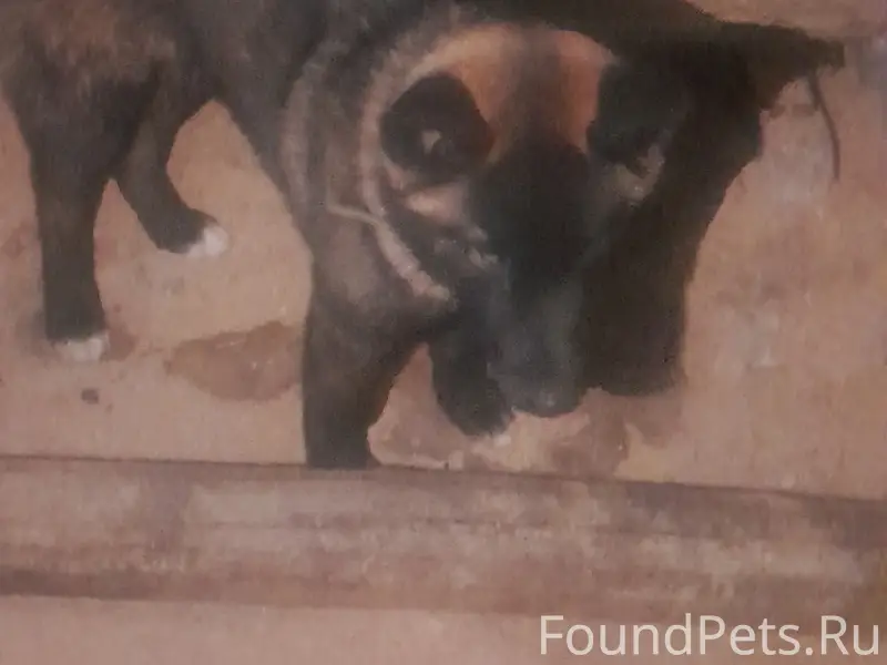 Найден мальчик-собака, Мулино