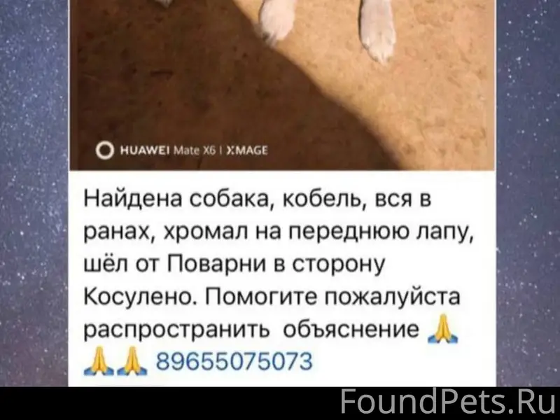 Найден пёс, чёрный с подпалом, Поварня