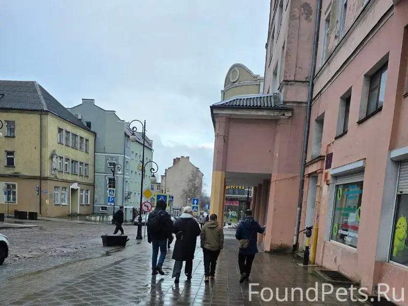 Пропали бездомные собаки, Черняховск