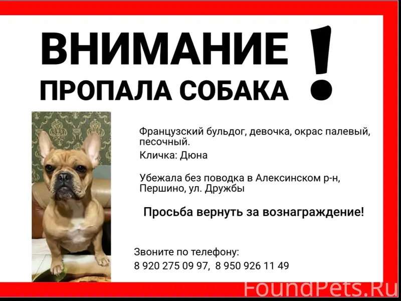 Пропала собака Дюна, Алексинский р-н