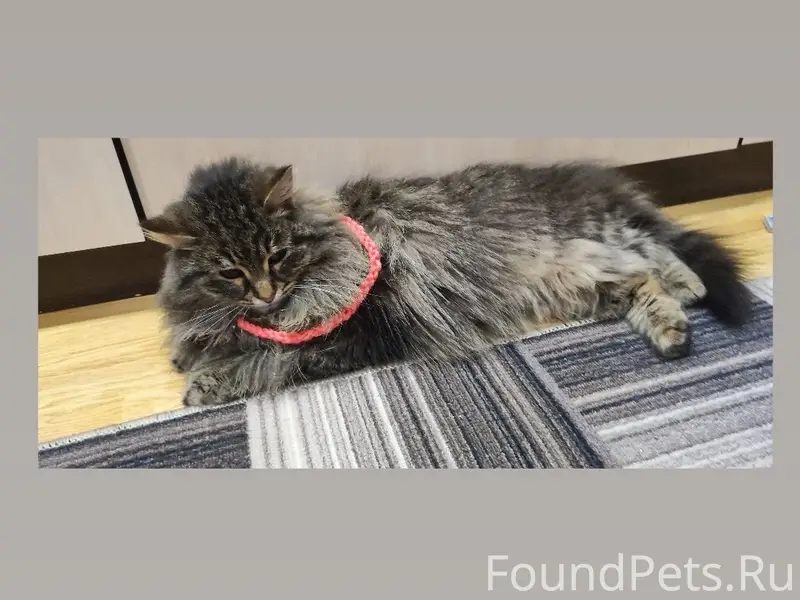 Пропала кошка Дуся, район Когая