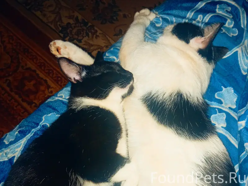 Пропал кот, район дома Ленина 14 корпус 2