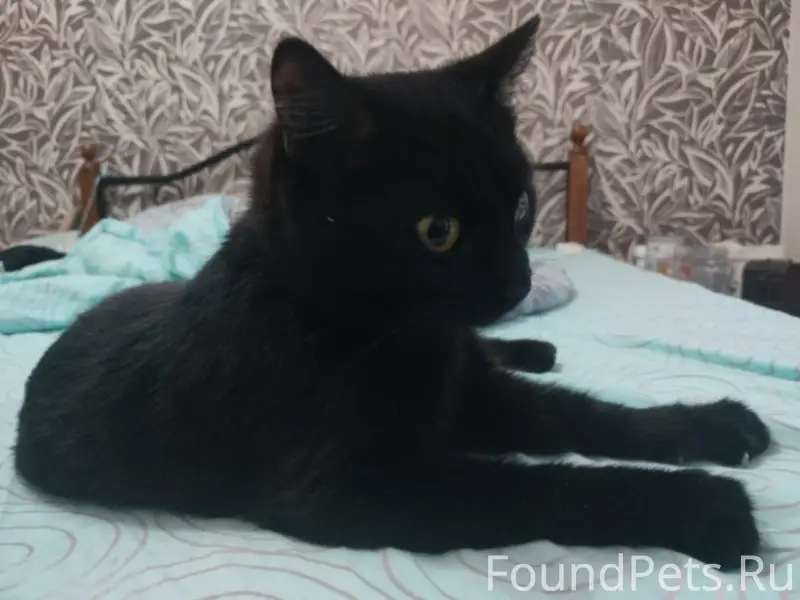 Найден чёрный кот с красным ошейником, трасса М8