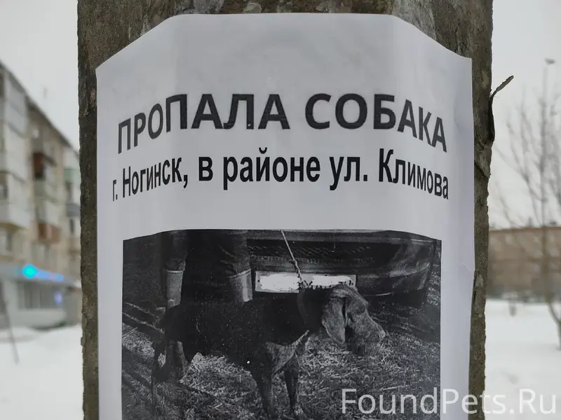 Пропала собака дратхаар, Ногинск
