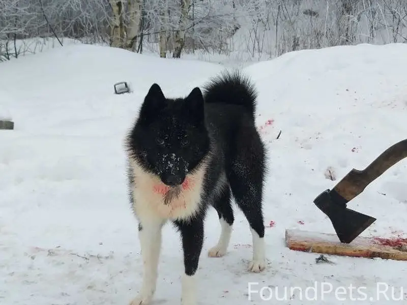 Пропала собака, Роканово и соседние деревни