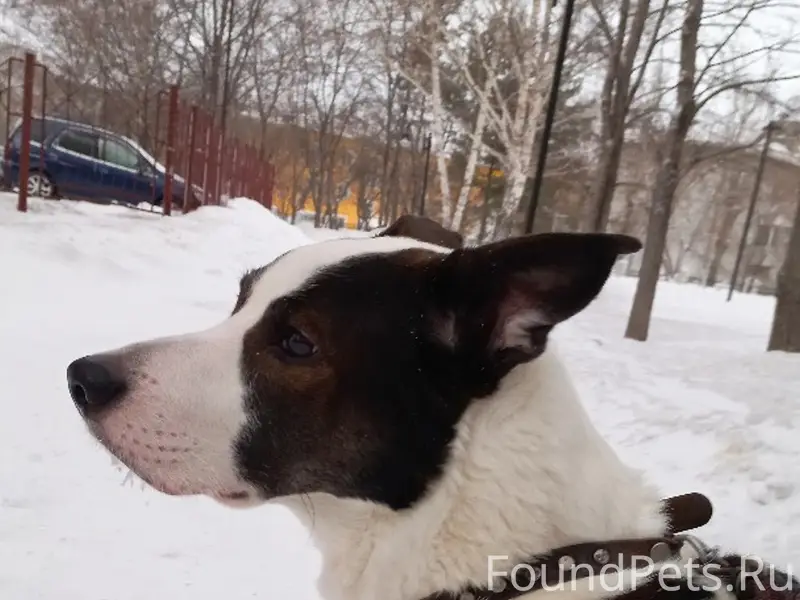 Пропал пёс Граф, Ленинский район