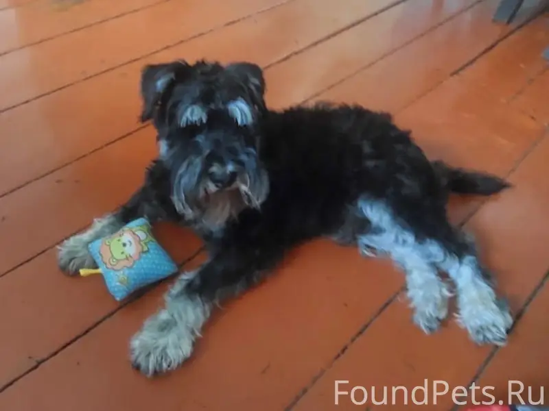 Пропал цвергшнауцер Ричард, п. Ромоданово