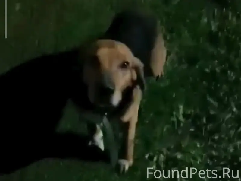 Найден охотничий пёс, хутор Вольный Майкопского района