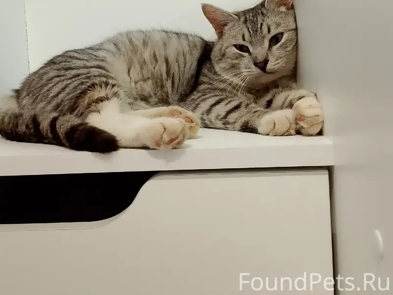 Пропал кот, в чёрном ошейнике