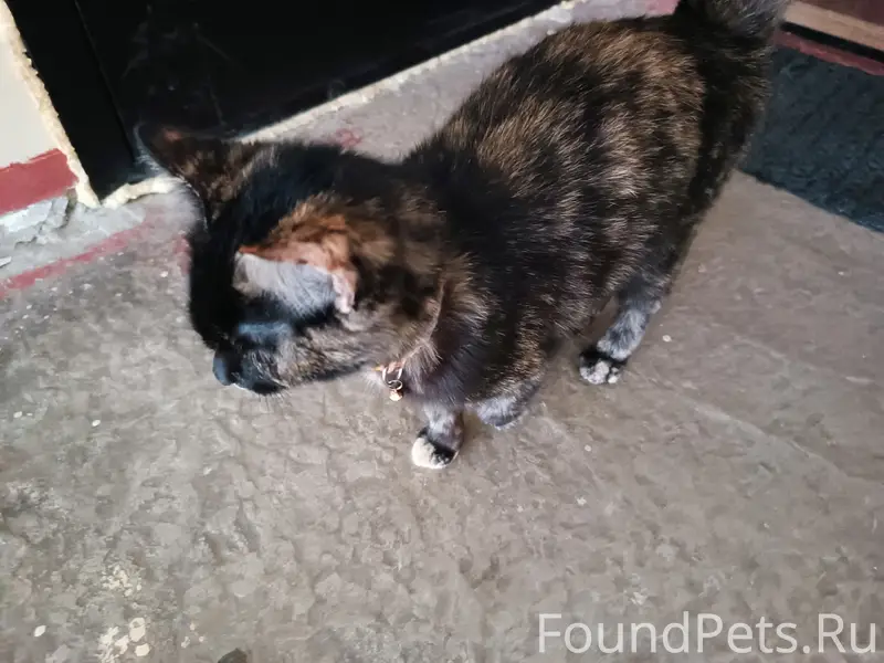 Найдена кошка, ул. Октябрьская, 60