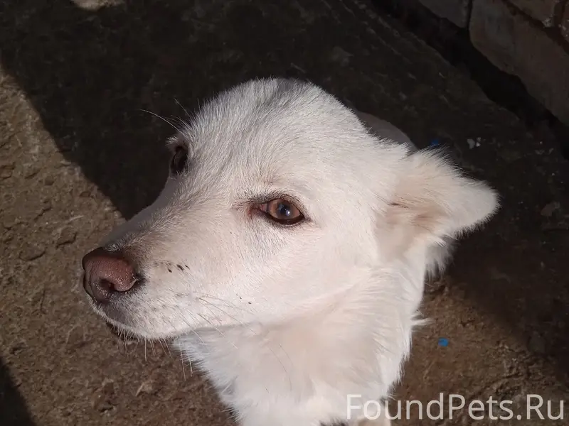 Пропал кремовый щенок Стёпа