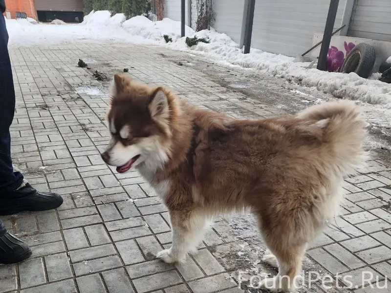 Найден кобель, Кармановский, Ярославль