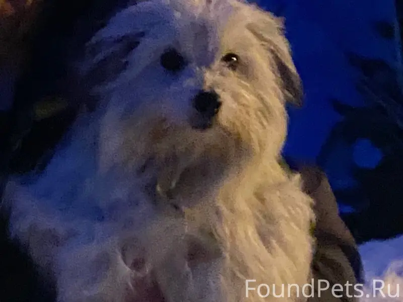 Пропала собака, около ЦРБ