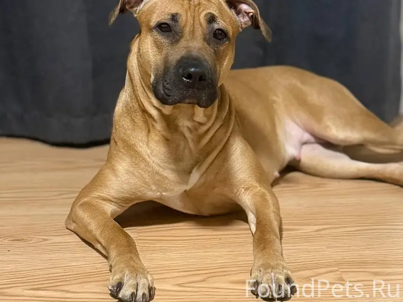 Найдена собака, ЕКАД, промзона Березовского