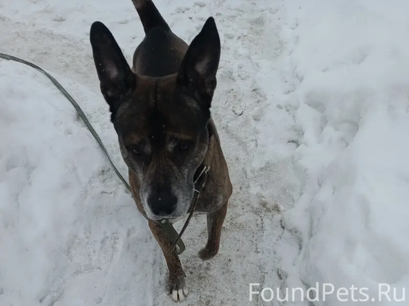 Найден крупный пёс, Николо-Ямской храм, Рязань