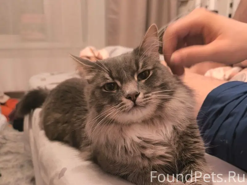 Пропал кот Мартин, район ул. Керченская