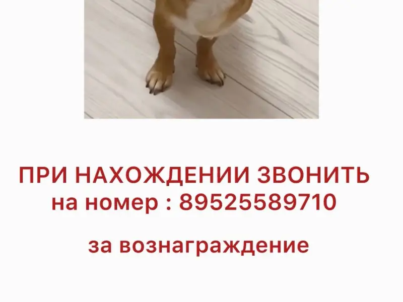 Пропала собака, п. Отрадное