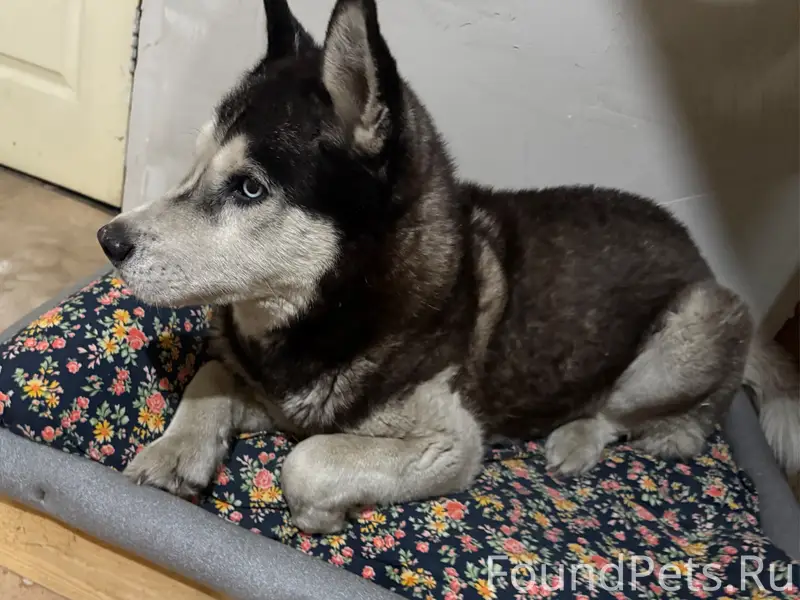 Пропал Хаски Кедр, Кировский район