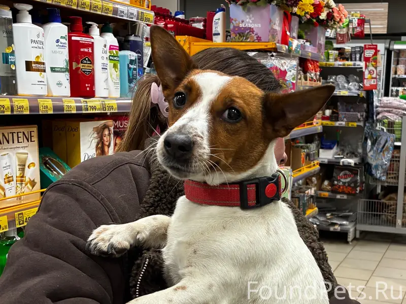 Найден Джек Рассел терьер, около пятерочки в центре