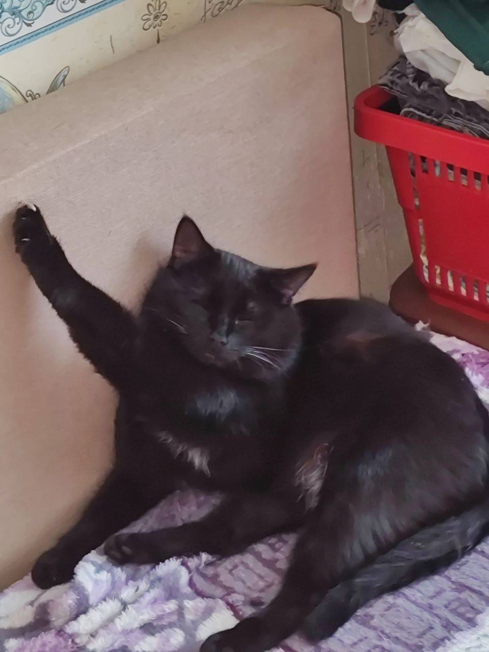 Пропал кот Черныш, район Луговой 41