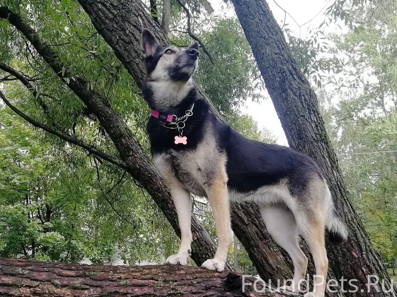 Пропала миниатюрная овчарка Мэди, Санкт-Петербург