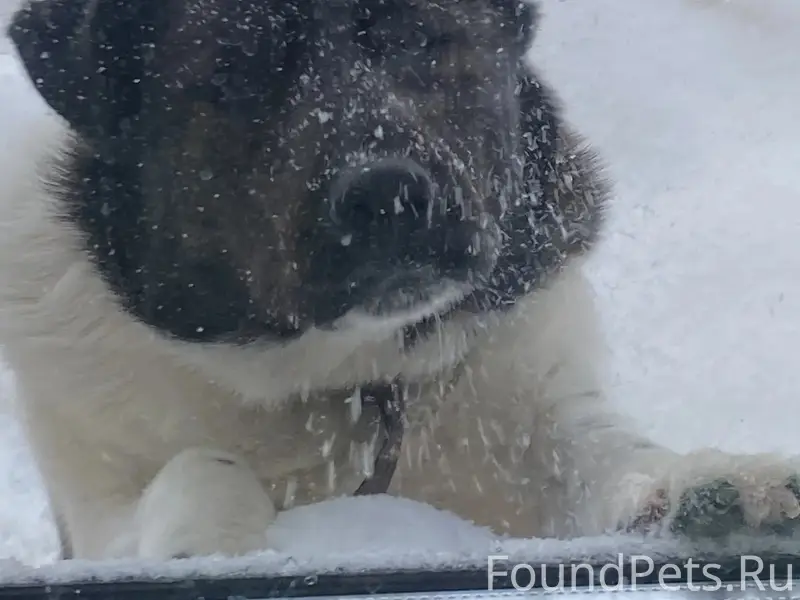 Пропал Барни, район Лопатино
